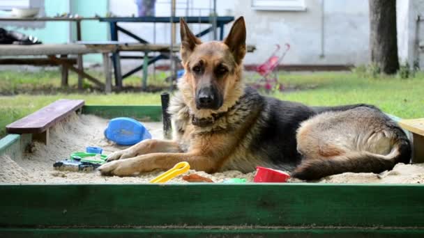 Cane adulto pastore tedesco seduto sul parco giochi — Video Stock