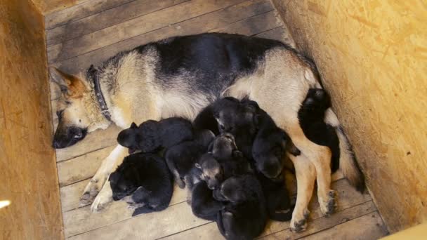 Moeder herder liggend op de vloer en puppies, bovenaanzicht — Stockvideo