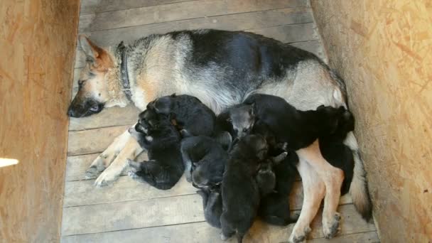 Alemán pastor cachorros son un puñado de acerca de las mamás, conciliar el sueño — Vídeos de Stock