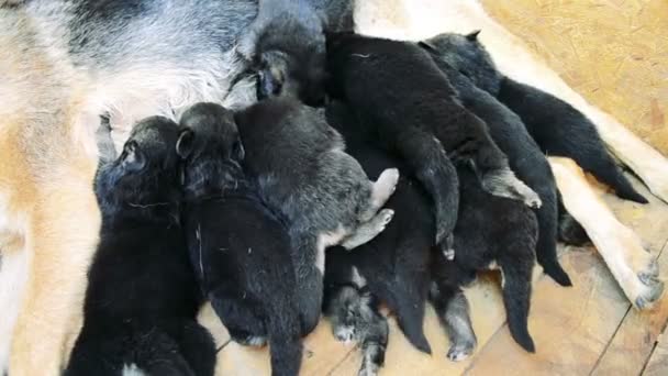 Puppies liggen op elkaar moeders over de hond — Stockvideo