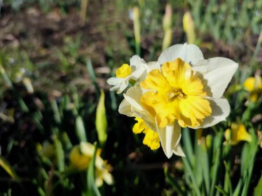 Narcissus. Güzel çiçek narsisleri. Bir sürü sarı beyaz taç yapraklı narsisli çiçek, yakın plan. Çiçek açan nergis çiçeği ve yeşil yapraklar bahar sabahı toprakta büyüyor.