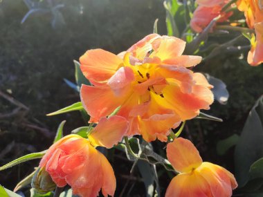 Güzel, çiçek açan lale yakın plan. Turuncu taç yaprakları ve güneşli bir bahar sabahı don ile çiçek açan lale çiçeği. Çiçek açan çiçek açan lale toprakta büyüyor. Kar buzuyla kaplı yapraklar.