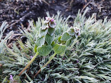 Bahar sabahı ayaz yüzünden beyaz kar taneleriyle kaplı yeşil yapraklar. Bitkinin yeşil yaprakları buzla kaplıdır. Beyaz stok kristalleri ile ayrılır. Dondurucu