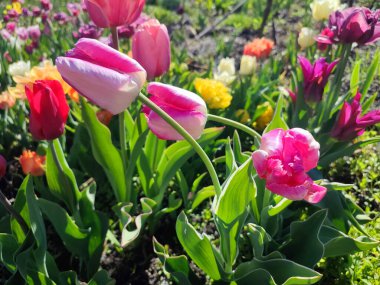 Güzel, çiçek açan lale türü. Yakın çekim. Güneşli bahar gününde, arka planda bulanık renkli çiçeklerin açtığı beyaz pembe taç yapraklarıyla büyüyen çiçek. Doğa. Doğal arkaplan