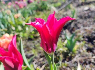 Güzel lale. Yeşil yaprakların üzerinde büyüyen güzel açan kırmızı lale çiçeği. Değişik lale çiçekleri yakın plan. Çok renkli çiçekli, güneşli bir bahar günü. Doğa Doğal arkaplan