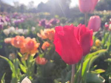 Güzel, çiçek açan lale türü. Yakın çekim. Arka planda kırmızı pembe taç yaprakları olan büyüyen lale çiçeği güneşli bahar gününde çok renkli çiçekleri bulanıklaştırdı. Güneş ışığı. Doğal arkaplan