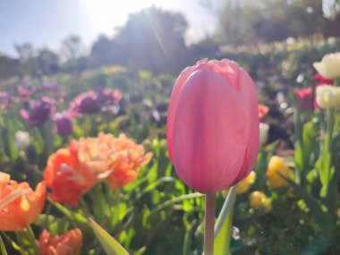 Güzel, çiçek açan lale türü. Yakın çekim. Arka planda pembe taç yaprakları olan büyüyen lale çiçeği güneşli bahar gününde çok renkli çiçekleri bulanıklaştırdı. Güneş ışığı Doğal arkaplan