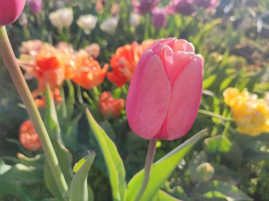 Güzel, çiçek açan lale türü. Yakın çekim. Arka planda pembe taç yaprakları olan büyüyen lale çiçeği güneşli bahar gününde çok renkli çiçekleri bulanıklaştırdı. Güneş ışığı Doğal arkaplan