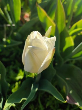 Güzel lale. Yeşil yaprakların üzerinde büyüyen güzel beyaz lale çiçekleri. Değişik lale çiçekleri yakın plan. Çok renkli çiçekli, güneşli bir bahar günü. Doğa Doğal arkaplan