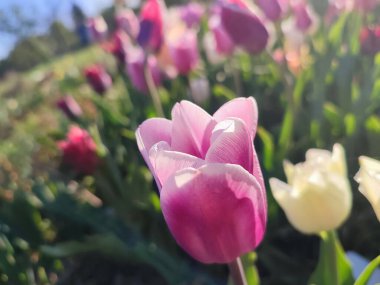 Güzel, çiçek açan lale türü. Yakın çekim. Büyüyen lale çiçeği. Arka planda mor yapraklar var. Güneşli bahar gününde çiçek açan bulanık renkte çiçekler. Doğa. Doğal arkaplan