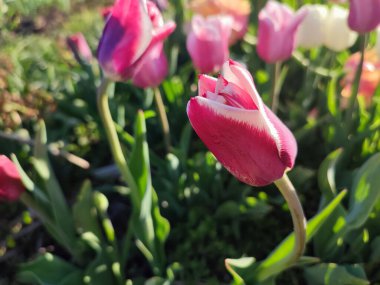 Güzel, çiçek açan lale türü. Yakın çekim. Büyüyen lale çiçeği, arka planda pembe taç yaprakları olan, güneşli bahar gününde çok renkli çiçekler açan. Doğa. Doğal arkaplan