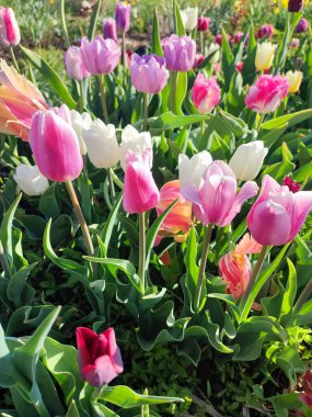 Güneşli bahar gününde birçok renkli laleler çiçek açar. Çiçek açan laleler. Çiçek açan beyaz kırmızı laleler çiçekler ve yeşil yapraklar. Çiçek açan büyüyen çiçekler. Doğa. Doğal arkaplan