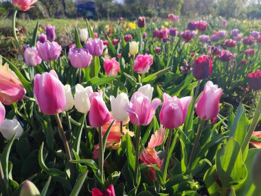 Güneşli bahar gününde birçok renkli laleler çiçek açar. Çiçek açan laleler. Çiçek açan beyaz kırmızı laleler çiçekler ve yeşil yapraklar. Çiçek açan büyüyen çiçekler. Doğa. Doğal arkaplan