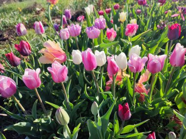 Güneşli bahar gününde birçok renkli laleler çiçek açar. Çiçek açan laleler. Çiçek açan beyaz kırmızı laleler çiçekler ve yeşil yapraklar. Çiçek açan büyüyen çiçekler. Doğa. Doğal arkaplan