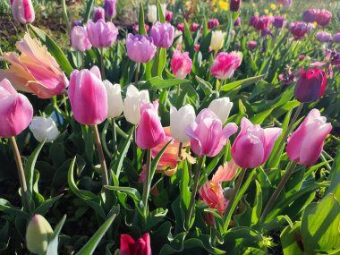 Güneşli bahar gününde birçok renkli laleler çiçek açar. Çiçek açan laleler. Çiçek açan beyaz kırmızı laleler çiçekler ve yeşil yapraklar. Çiçek açan büyüyen çiçekler. Doğa. Doğal arkaplan