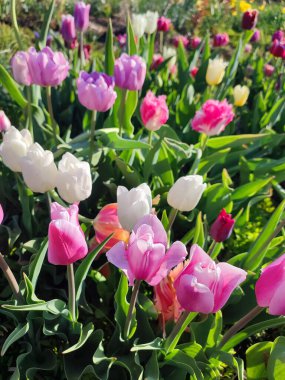 Güneşli bahar gününde birçok renkli laleler çiçek açar. Çiçek açan laleler. Çiçek açan beyaz kırmızı laleler çiçekler ve yeşil yapraklar. Çiçek açan büyüyen çiçekler. Doğa. Doğal arkaplan