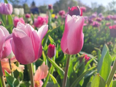 Güneşli bahar gününde birçok renkli laleler çiçek açar. Çiçek açan laleler. Çiçek açan beyaz kırmızı laleler çiçekler ve yeşil yapraklar. Çiçek açan büyüyen çiçekler. Doğa. Doğal arkaplan