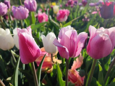 Güneşli bahar gününde birçok renkli laleler çiçek açar. Çiçek açan laleler. Çiçek açan beyaz kırmızı laleler çiçekler ve yeşil yapraklar. Çiçek açan büyüyen çiçekler. Doğa. Doğal arkaplan