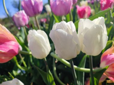 Güzel lale. Yeşil yaprakların üzerinde büyüyen güzel beyaz lale çiçekleri. Değişik lale çiçekleri yakın plan. Çok renkli çiçekli, güneşli bir bahar günü. Doğa Doğal arkaplan