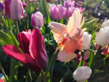 Güzel, çiçek açan lale türü. Yakın çekim. Büyüyen lale çiçeği, arka planda turuncu pembe taç yaprakları, güneşli bahar gününde bulanık çiçekler.