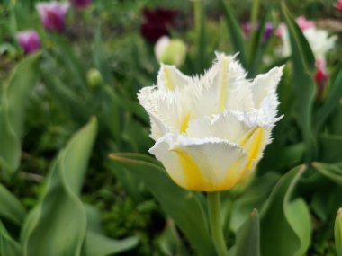 Güzel lale. Yeşil yaprakların üzerinde büyüyen sarı beyaz lale çiçeği. Değişik lale çiçekleri yakın plan. Bahar günü çok renkli çiçek açan bir çiçek. Doğa Doğal arkaplan