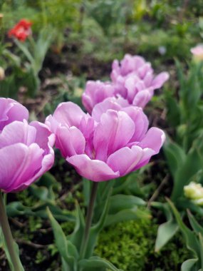 Lale. Güzel açan lale çiçeği. Güneşli bir bahar sabahında çiçek açan lale çiçeği ve mor taç yaprakları. Tomurcuklanan mor lale çiçeği tomurcuklanıyor. Doğal arkaplan