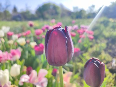 Güzel, çiçek açan lale türü. Yakın çekim. Arka planda kırmızı burgundy yaprakları ile büyüyen çiçek güneşli bahar gününde çok renkli çiçekleri bulanıklaştırdı. Güneş ışığı Doğal arkaplan