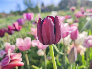 Güzel, çiçek açan lale türü. Yakın çekim. Büyüyen lale çiçeği, arka planda kırmızı pembe taç yaprakları olan, güneşli bahar gününde, rengarenk çiçekler açan. Doğa. Doğal arkaplan