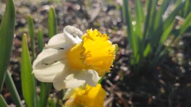 Güzel çiçek narsisleri. Bir sürü sarı beyaz taç yapraklı narsisli çiçek, yakın plan. Çiçek açan nergis çiçeği ve yeşil yapraklar bahar sabahı toprakta büyüyor. Narcissus.