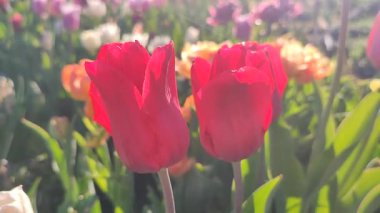 Çiçek açan laleyi yakından çek. Arka planda kırmızı pembe taç yaprakları olan büyüyen lale çiçeği güneşli bahar gününde çok renkli çiçekleri bulanıklaştırdı. Güneş ışığı. Doğal arkaplan