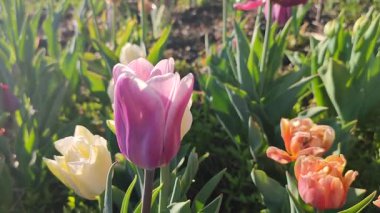 Çiçek açan laleyi yakından çek. Büyüyen lale çiçeği. Arka planda mor yapraklar var. Güneşli bahar gününde çiçek açan bulanık renkte çiçekler. Doğa. Doğal arkaplan