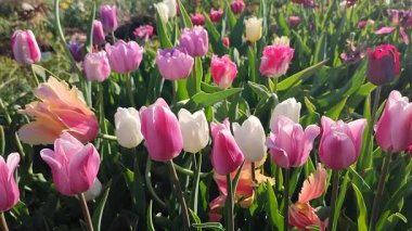 Güneşli bahar gününde açan renkli laleler. Çiçek açan laleler. Çiçek açan beyaz kırmızı laleler çiçekler ve yeşil yapraklar. Çiçek açan büyüyen çiçekler. Doğa. Doğal arkaplan