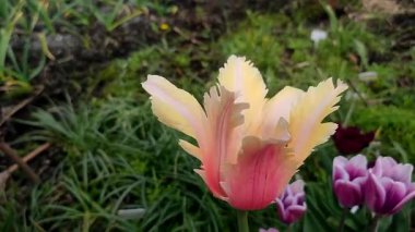 Yeşil yaprakların arka planında büyüyen sarı lale çiçeği. Değişik lale çiçekleri yakın plan. Bahar günü çok renkli çiçek açan bir çiçek. Doğanın doğal bir geçmişi var. Güzel lale.