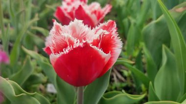 Lale. Güzel açan lale çiçeği. Güneşli bir bahar sabahı, kızıl yapraklı lale çiçeği. Çiçek açan beyaz lale çiçekleri toprakta büyüyor. Doğal arkaplan