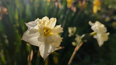 Güzel çiçek narsisleri. Bir sürü sarı beyaz taç yapraklı narsisli çiçek, yakın plan. Çiçek açan nergis çiçeği ve yeşil yapraklar bahar sabahı toprakta büyüyor. Narcissus.