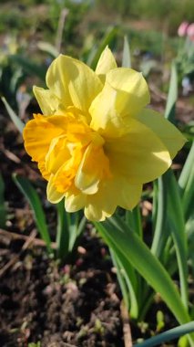 Güzel çiçek narsisleri. Bir sürü sarı taç yapraklı narsisli çiçek, yakın plan. Çiçek açan nergis çiçeği ve yeşil yapraklar bahar sabahı toprakta büyüyor. Narcissus. Dikey