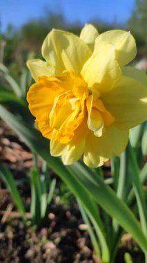 Güzel çiçek narsisleri. Bir sürü sarı taç yapraklı narsisli çiçek, yakın plan. Çiçek açan nergis çiçeği ve yeşil yapraklar bahar sabahı toprakta büyüyor. Narcissus. Dikey