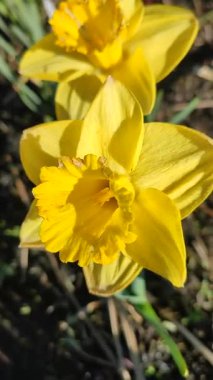 Güzel çiçek narsisleri. Çiçek açan narsisli sarı taç yapraklı yakın plan. Çiçek açan nergis çiçeği ve yeşil yapraklar bahar sabahı toprakta büyüyor. Narcissus. Dikey