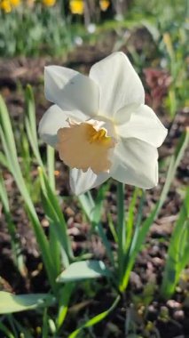 Güzel çiçek narsisleri. Bir sürü pembe beyaz taç yaprağı olan narsisli çiçek. Çiçek açan nergis çiçeği ve yeşil yapraklar bahar sabahı toprakta büyüyor. Narcissus Dikey