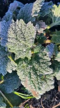 Güneşli bir bahar sabahı, kar taneleriyle kaplı yeşil yapraklar. Çiçeklerin yeşil yaprakları karla kaplıdır. Pelinotu yaprakları beyaz toprağı kristalleriyle kaplıdır. Dondurucu Dikey