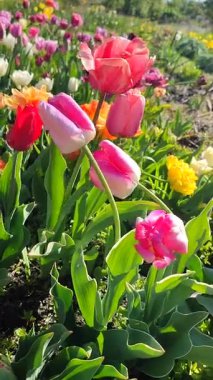 Çiçek açan laleyi yakından çek. Güneşli bahar gününde, arka planda bulanık renkli çiçeklerin açtığı beyaz pembe taç yapraklarıyla büyüyen çiçek. Doğal arkaplan dikey