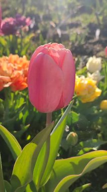 Çiçek açan laleyi yakından çek. Arka planda pembe taç yaprakları olan büyüyen çiçek güneşli bahar gününde çok renkli çiçekleri bulanıklaştırdı. Güneş ışığı Doğal arkaplan Dikey