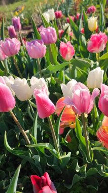 Güneşli bahar gününde açan renkli laleler. Çiçek açan laleler. Çiçek açan pembe kırmızı çiçekler, yeşil yapraklar. Çiçek açan büyüyen çiçekler. Doğa. Doğal arkaplan dikey