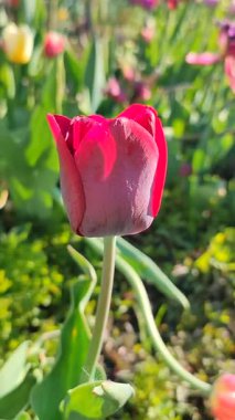 Çiçek açan laleyi yakından çek. Arka planda kırmızı pembe taç yaprakları olan büyüyen lale çiçeği güneşli bahar gününde çok renkli çiçekleri bulanıklaştırdı. Doğal arkaplan dikey