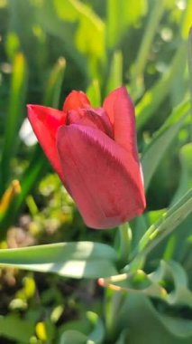 Lale. Yeşil yaprakların üzerinde büyüyen kırmızı lale çiçeği. Değişik lale çiçekleri yakın plan. Çok renkli çiçekli, güneşli bir bahar günü. Doğa Doğal Arkaplan Dikey