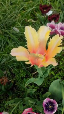 Lale. Yeşil yaprakların arka planında büyüyen sarı lale çiçeği. Değişik lale çiçekleri yakın plan. Bahar günü çok renkli çiçek açan bir çiçek. Doğa Doğal Arkaplan Dikey