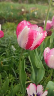 Lale. Güzel açan lale çiçeği. Güneşli bir bahar sabahı pembe beyaz taç yaprağıyla çiçek açan lale çiçeği. Tomurcuklanan lale büyüyen zemin Doğal arka plan