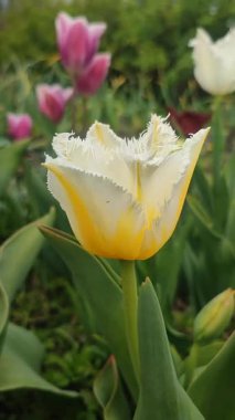 Güzel açan lale çiçeği. Güneşli bir bahar sabahında, çiçek açan lale çiçekleri. Çiçek açan sarı lalenin tomurcuklanması. Doğal arka plan. Lale Dikey