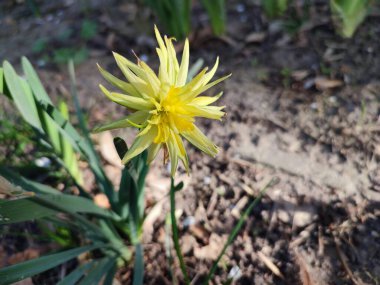 Çiçek açan nergis çiçeği bahar akşamı Rip Van Winkle. Sarı narsisli yapraklar, yeşil saplı bir şişkinlik içinde toplandı. Yaprakları akşam güneşi ışınlarıyla aydınlatılıyordu..