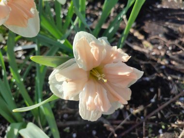 Güneşli bahar gününde çiçek açan narsisli çiçek. Narcissus çeşitliliğindeki kayısı girdabından oluşan çeşitli bir çiçek. Beyaz yaprakların üzerindeki pembe taç yaprakları kabarıklıklarla doludur ve yeşil yaprakların üzerindeki mantarlar toprakta olur.